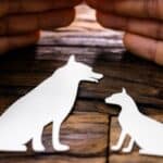Assurances chien chat sans délai de carence