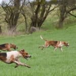 Assurances chien de chasse