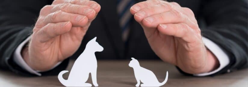 assurance chien chat sans carence ni franchise