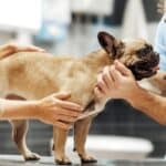 assurance santé bouledogue français