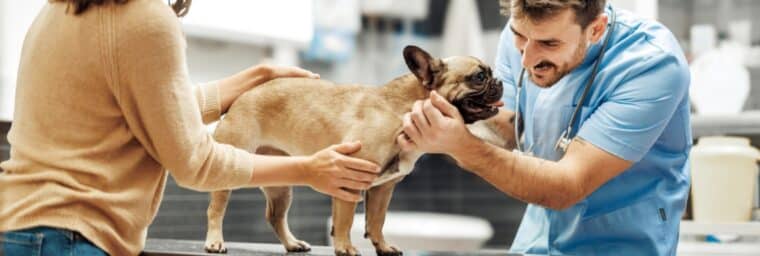assurance santé bouledogue français