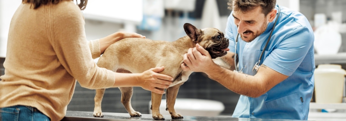 assurance santé bouledogue français