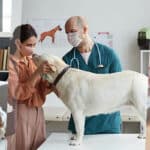 avis self assurance animaux