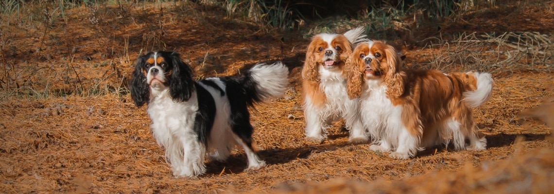 Assurance Cavalier King Charles