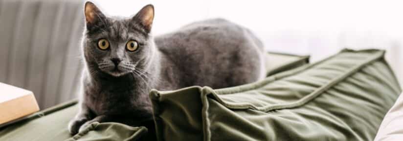 Assurance Chartreux