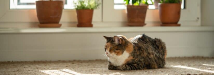 Assurance chat d'intérieur