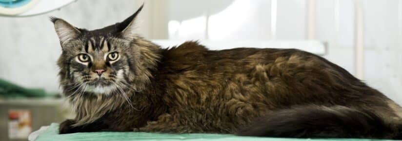 Assurance maine coon