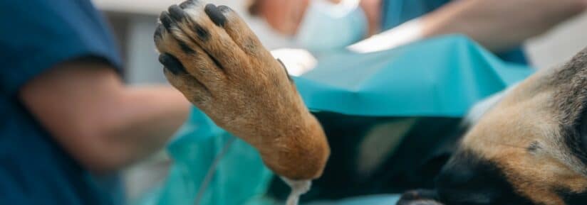 assurance animaux ligament croisé