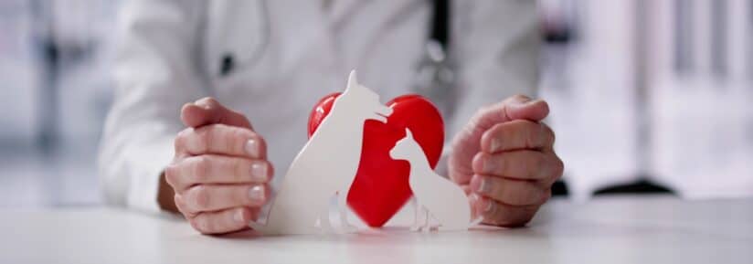 assurance animaux pas cher