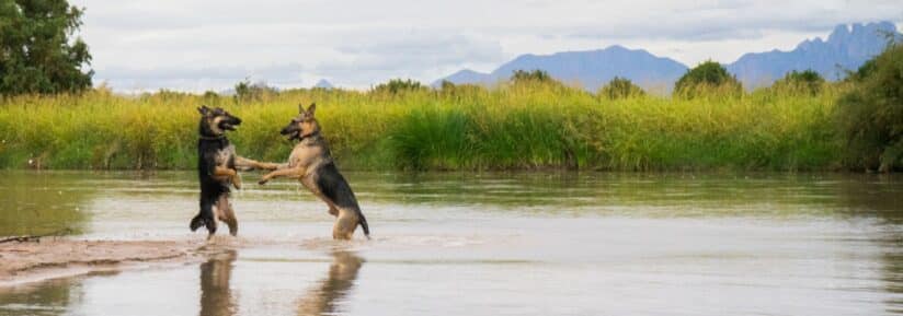 assurance berger allemand