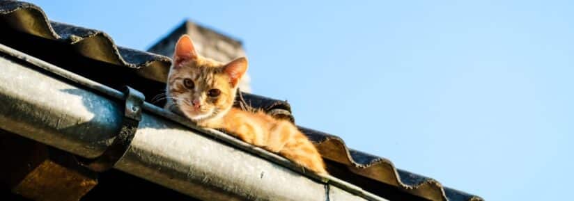 assurance chat de gouttière