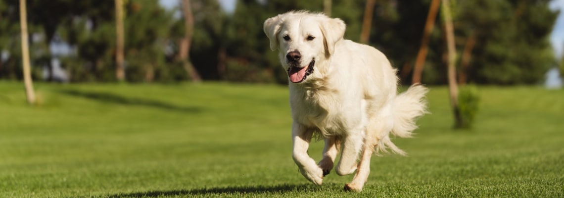 assurance golden retriever