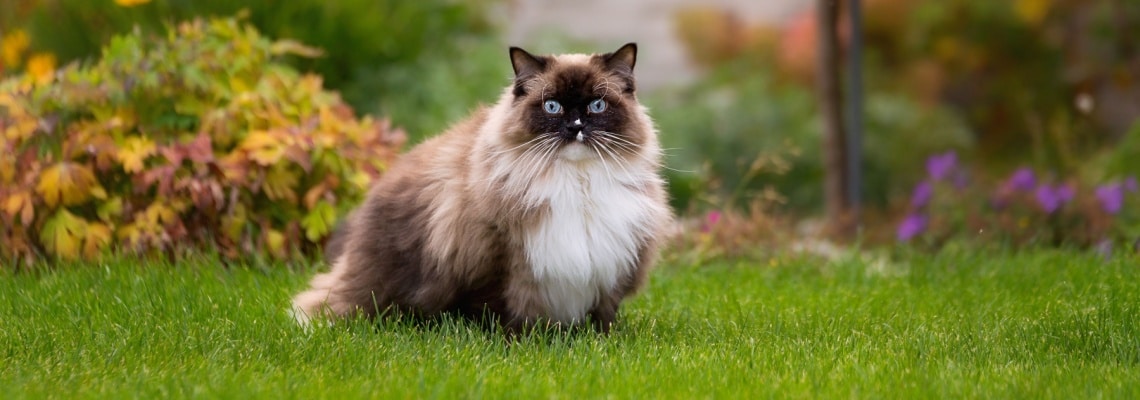 assurance ragdoll