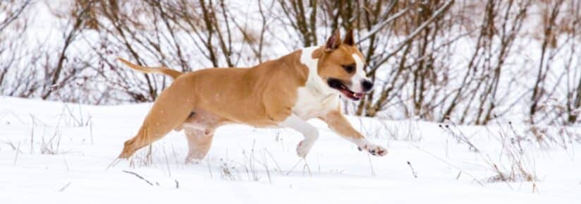 Assurance American Staffordshire Terrier