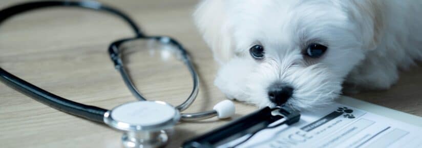 Assurance animaux sans plafond annuel