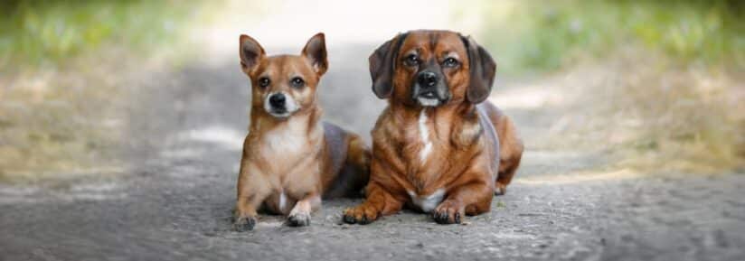 Assurance chien croisé