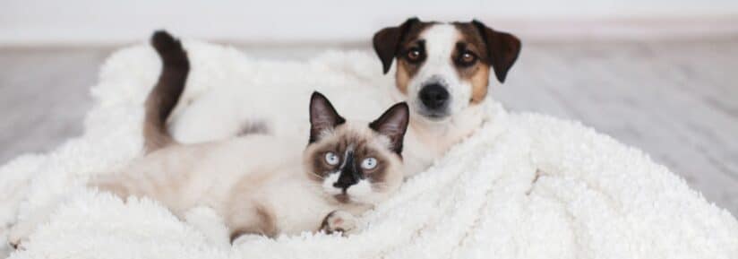 Assurance habitation et animaux