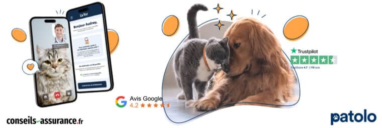 Avis Patolo