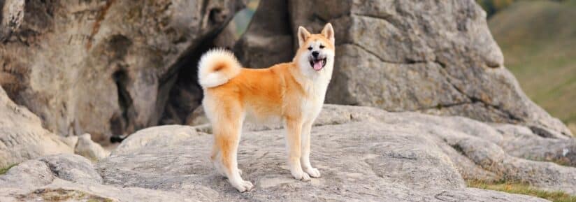 assurance Akita Inu