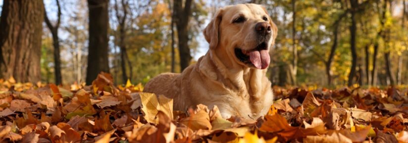 assurance Labrador retriever
