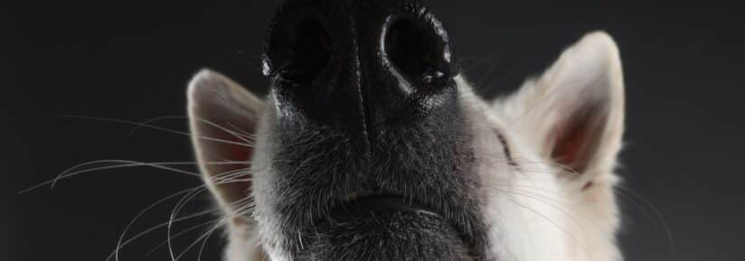 maladies héréditaires et congénitales