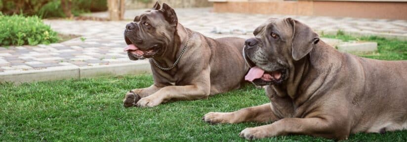 Assurance Cane Corso