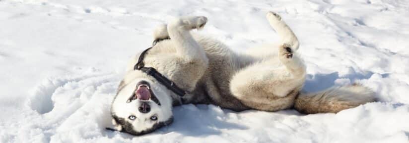 Assurance Husky de Sibérie