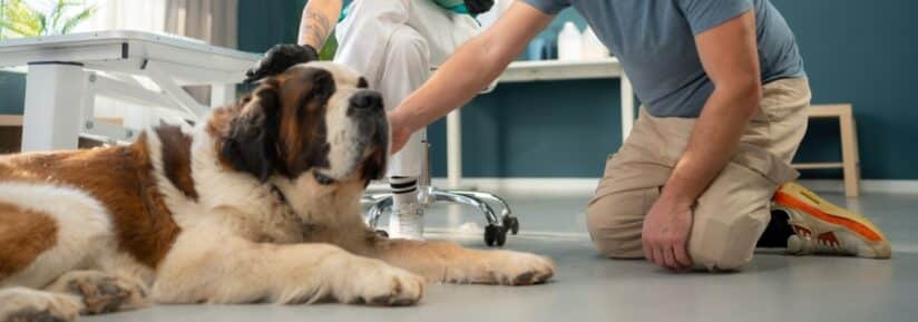 Assurance Saint-bernard