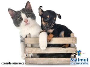 Assurance animaux Matmut avis