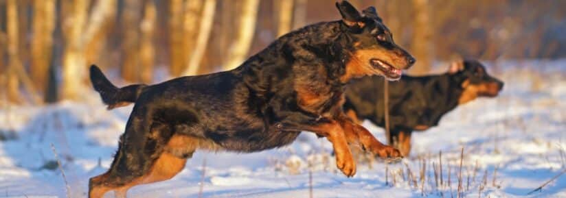 Assurance Beauceron