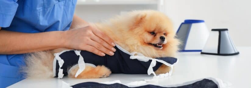 Assurance luxation rotule chien et chat
