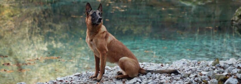 Assurance malinois