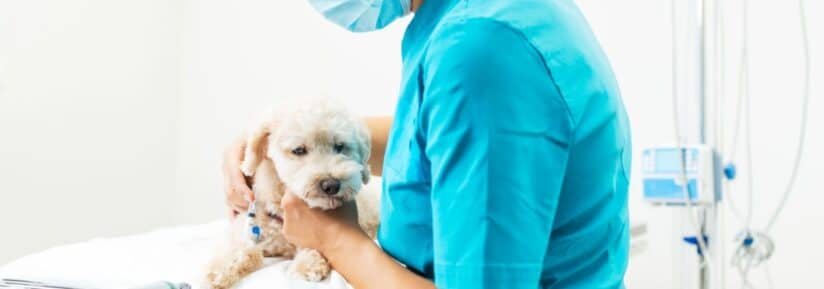 Assurance opération chien et chat