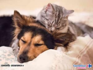 Carrefour Assurance animaux avis