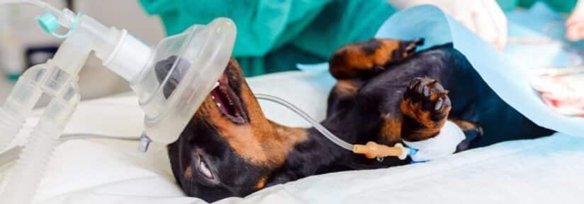 Races chiens santé fragile