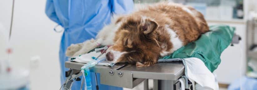 Remboursements assurance animaux