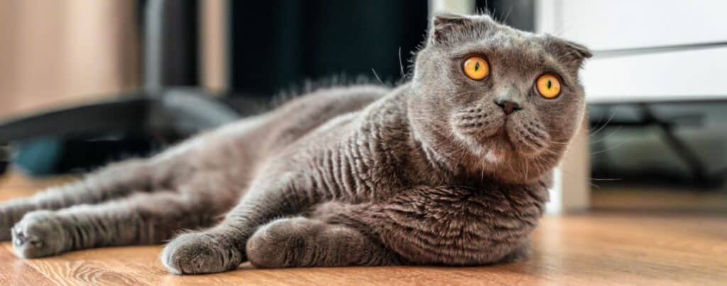Scottish Fold
