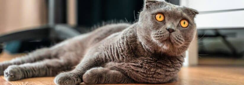Scottish Fold