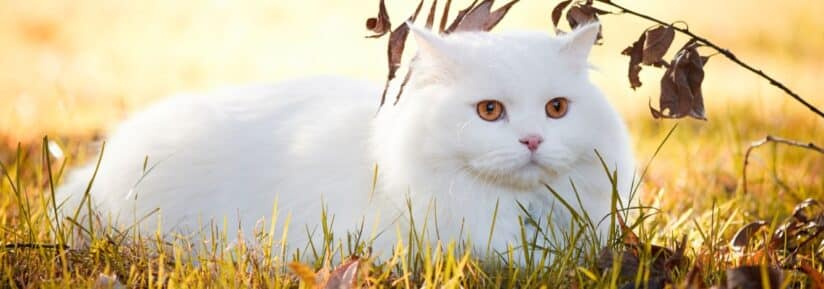 assurance Angora turc