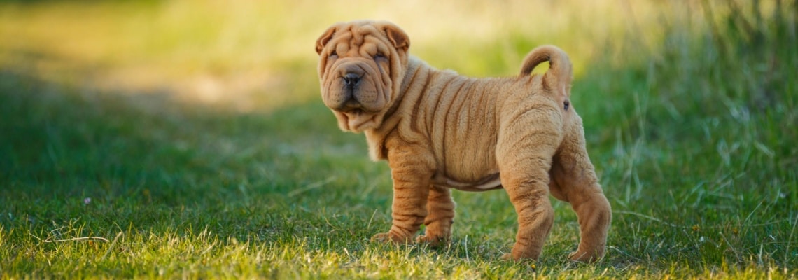 assurance Shar-Pei