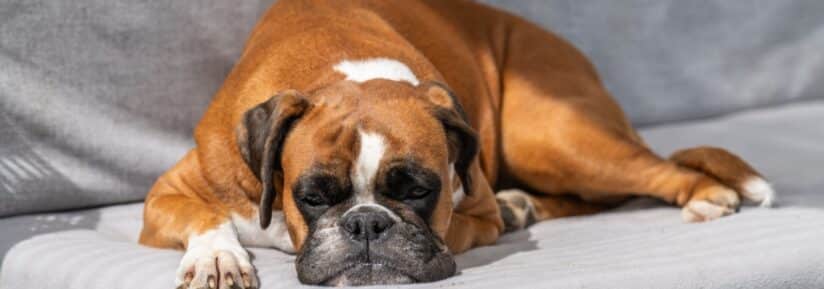 assurance boxer