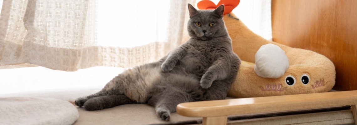 Assurance British shorthair