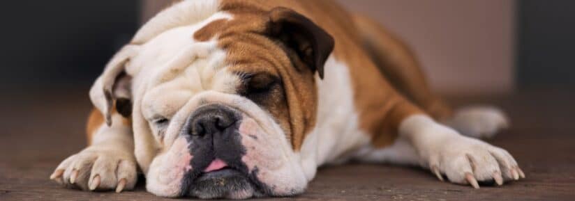 assurance bulldog anglais