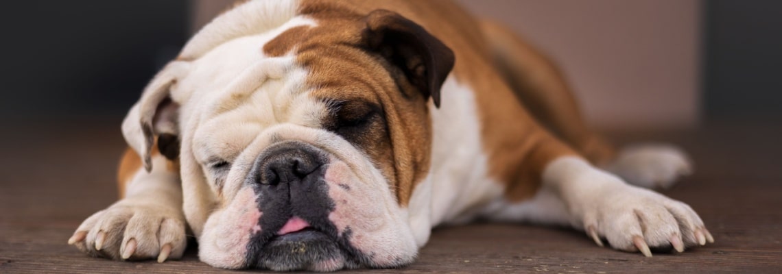 assurance bulldog anglais