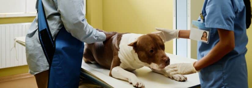 assurance pitbull