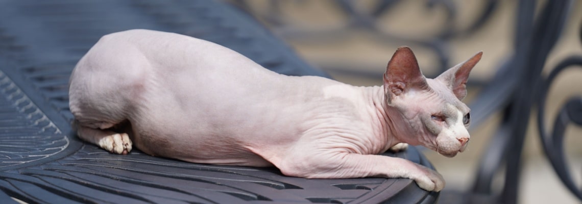 assurance sphynx