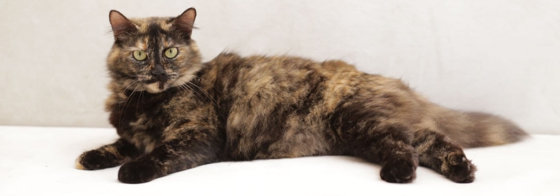 chat Manx