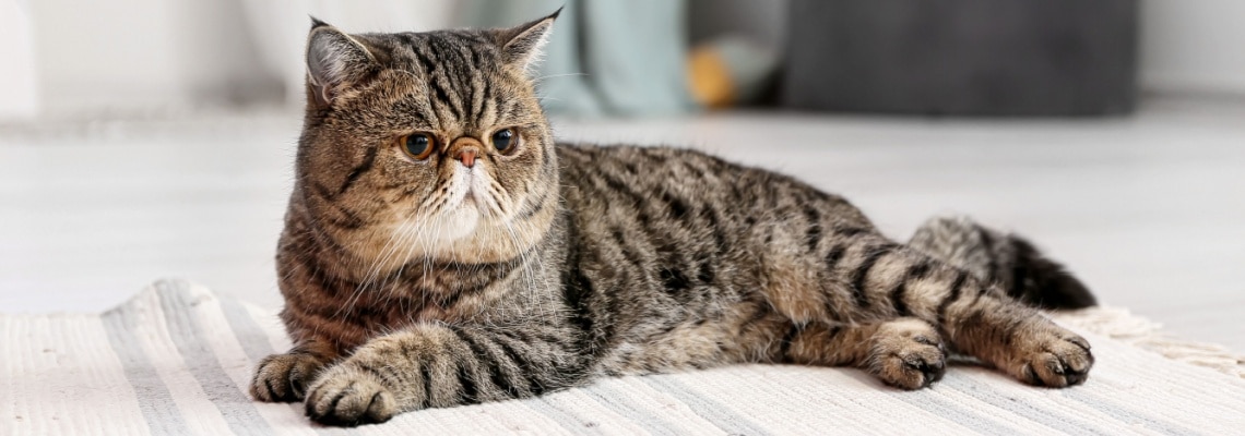 chat exotic shorthair