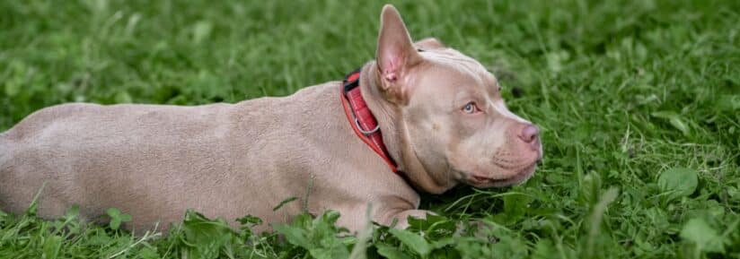 Assurance American Bully