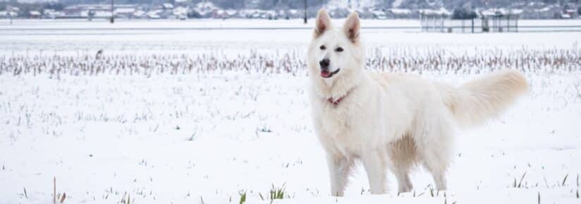 Assurance Berger blanc suisse